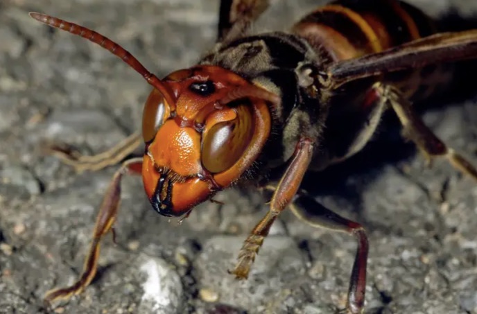 Asian Giant Hornet