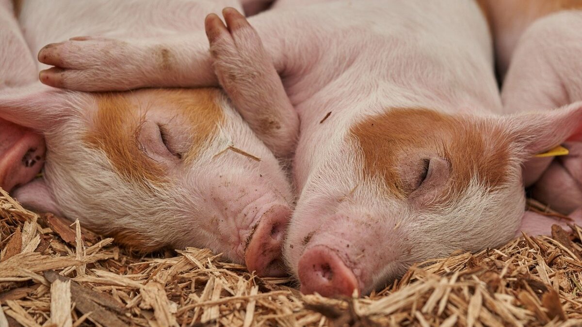 Weekly Economic News Roundup and Chinese pigs