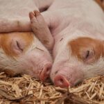 Weekly Economic News Roundup and Chinese pigs