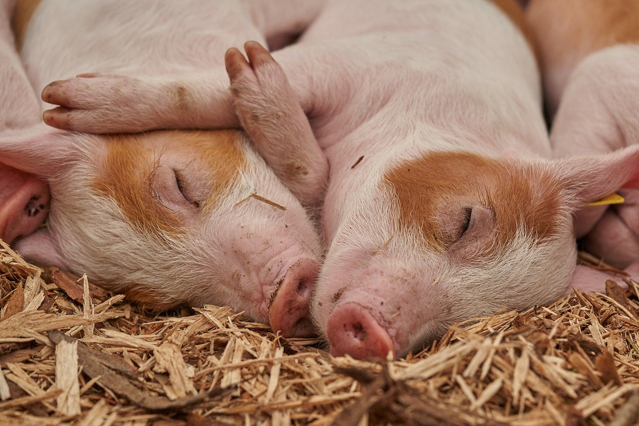 Weekly Economic News Roundup and Chinese pigs