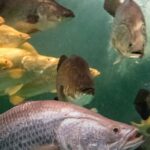 Economic News Roundup and fish farm restaurant supply chain