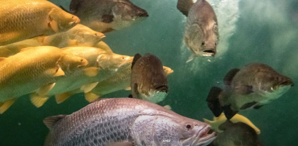 Economic News Roundup and fish farm restaurant supply chain