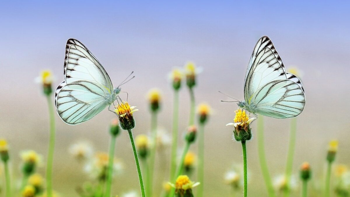 economic news roundup and peanut butter and butterflies