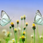 economic news roundup and peanut butter and butterflies