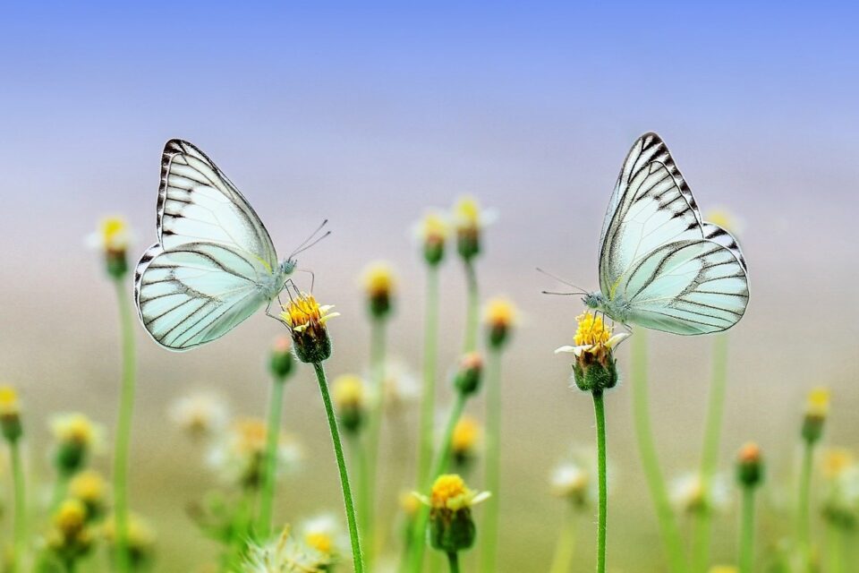 economic news roundup and peanut butter and butterflies