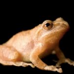Weekly Economic News Roundup and lockdown tradeoffs spring peepers