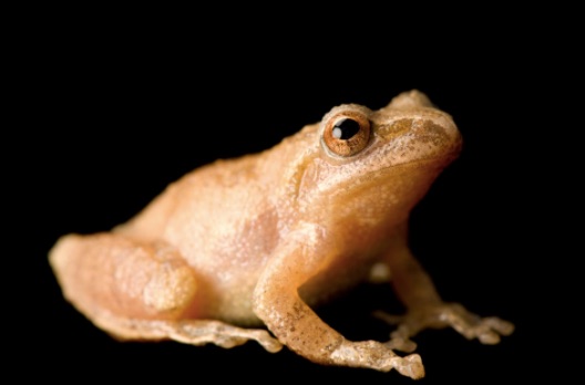 Weekly Economic News Roundup and lockdown tradeoffs spring peepers