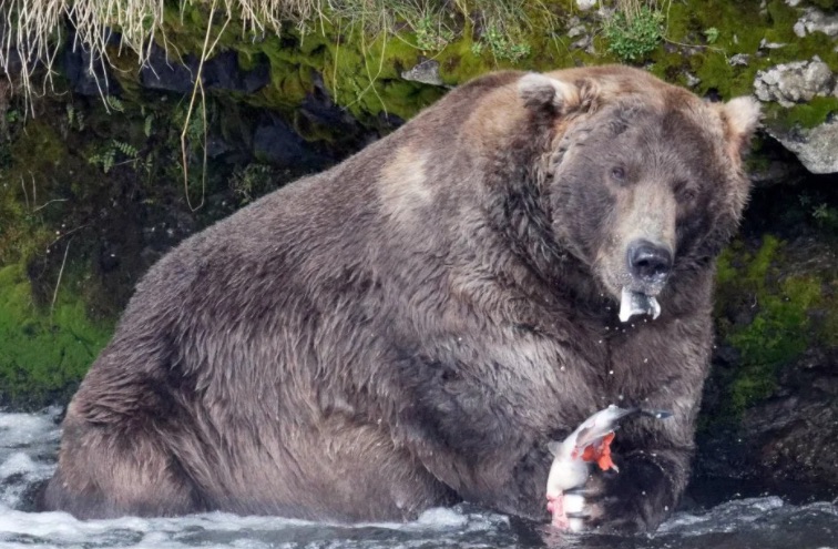 Fat Bear Week