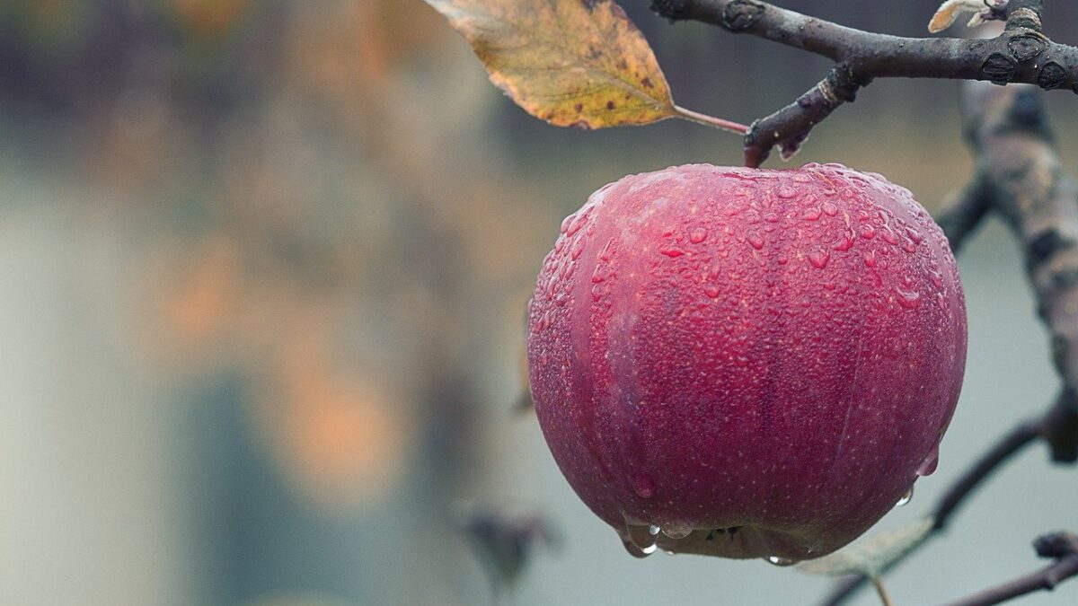 Weekly Economic News Roundup and apple development