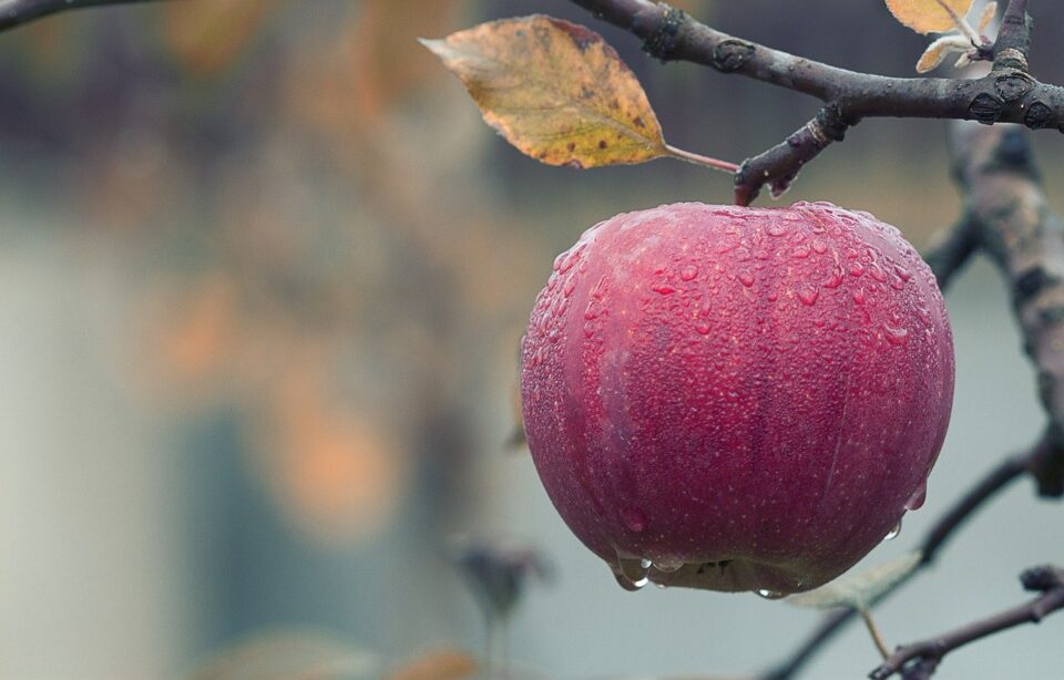 Weekly Economic News Roundup and apple development