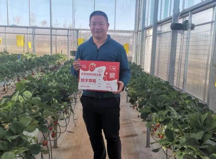 strawberry farm productivity