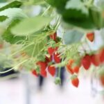 strawberry research