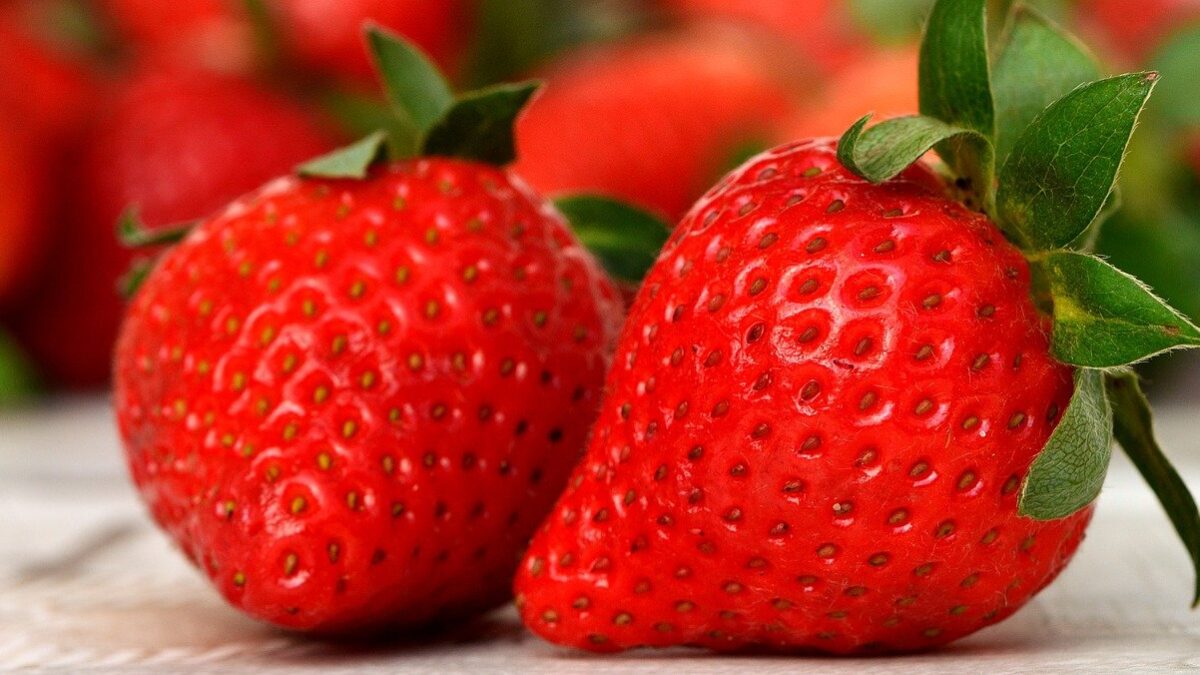 strawberry competition