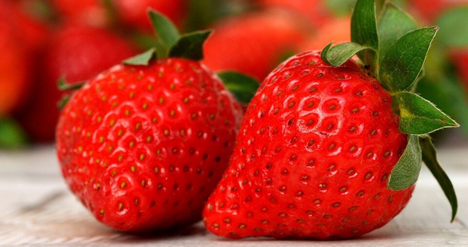 strawberry competition