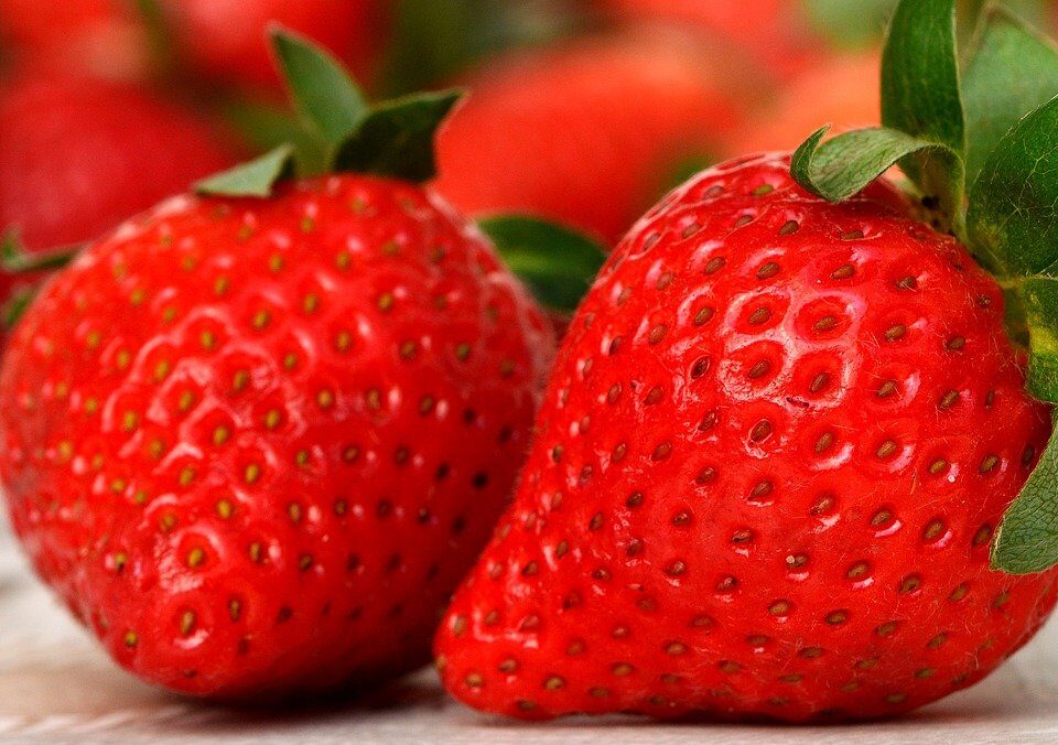 strawberry competition