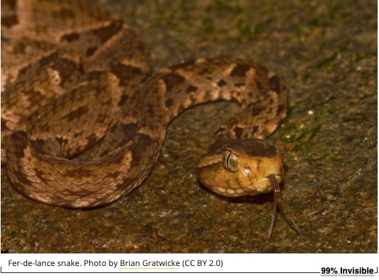 Fer-de-lance snake