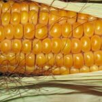 Weekly economic news roundup and rising corn prices