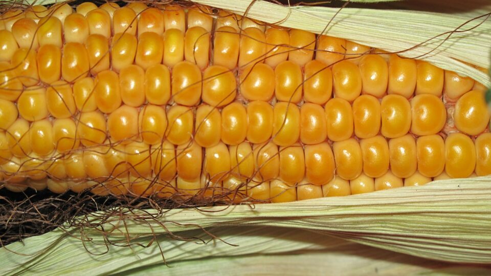 Weekly economic news roundup and rising corn prices
