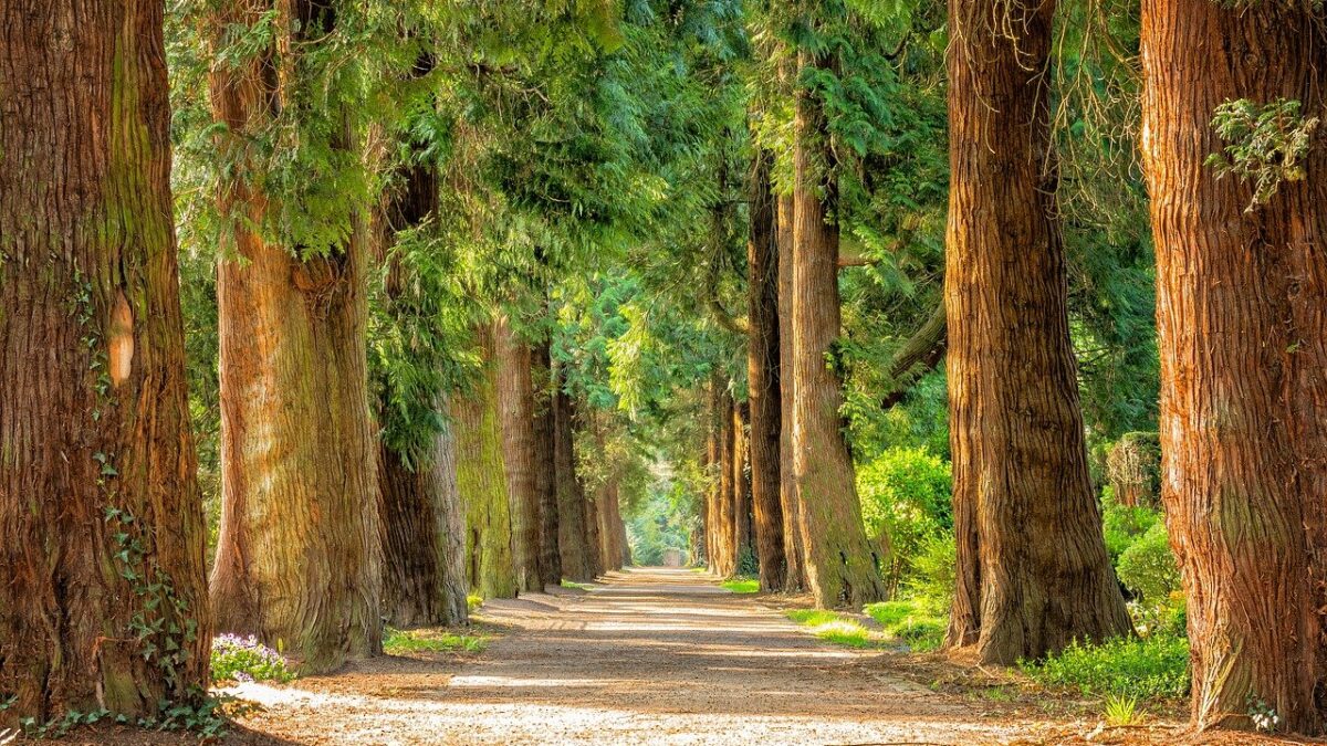 Weekly Economic News Roundup and tree equity