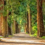 Weekly Economic News Roundup and tree equity