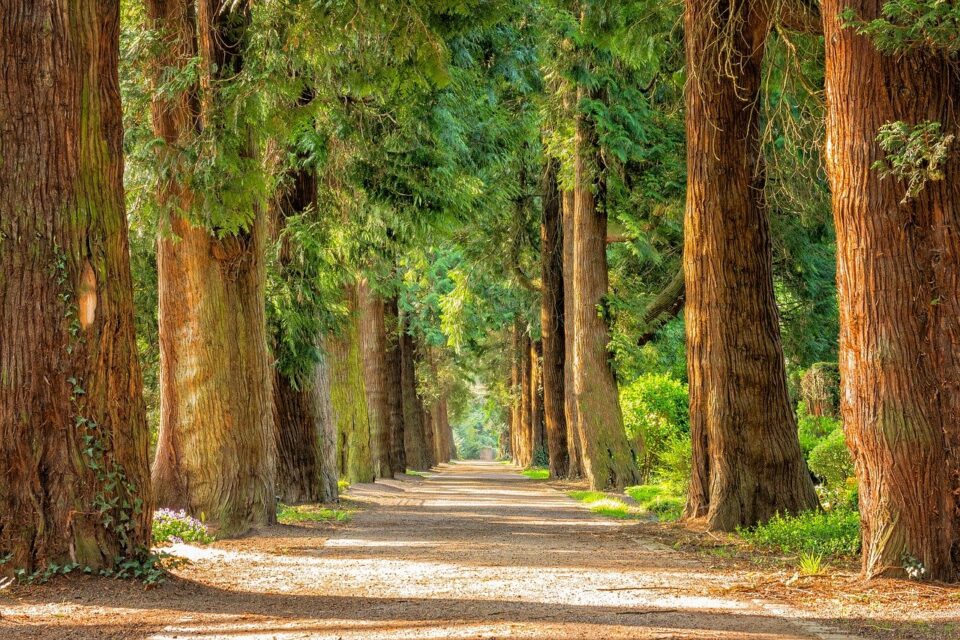 Weekly Economic News Roundup and tree equity
