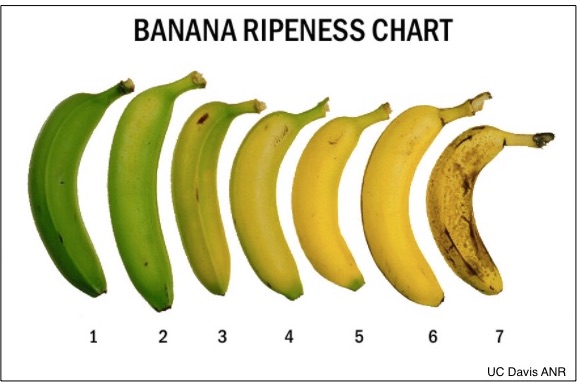 banana's travels