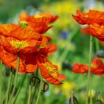 Weekly Economic News Roundup and Afghanistan's economy