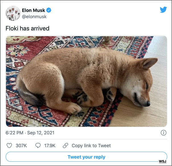 Elon Musk's Shiba Inu dog