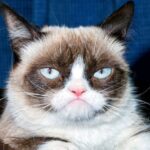 Grumpy Cat price