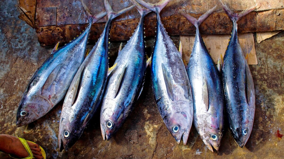 tuna bond affair