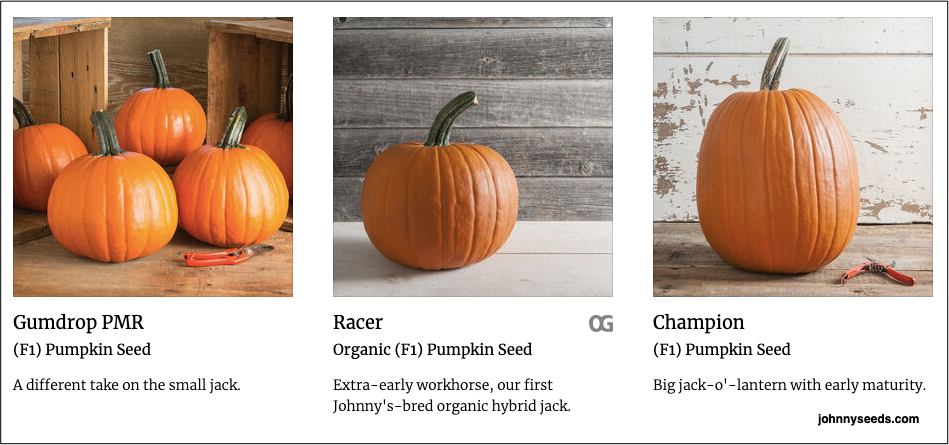 pumpkin purchases and pumpkin slingshot