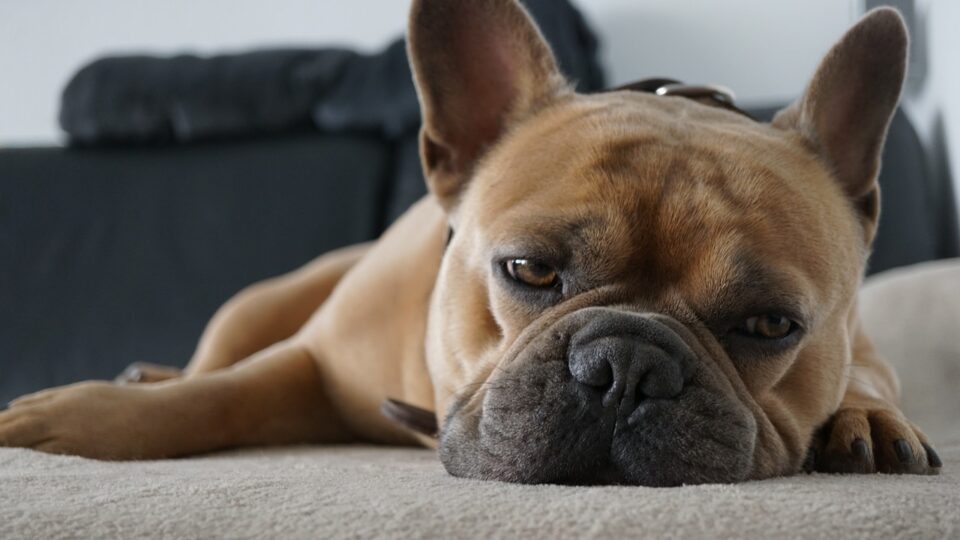 economic news roundup and economic news roundup and French bulldog appeal