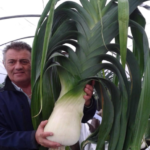 giant vegetables