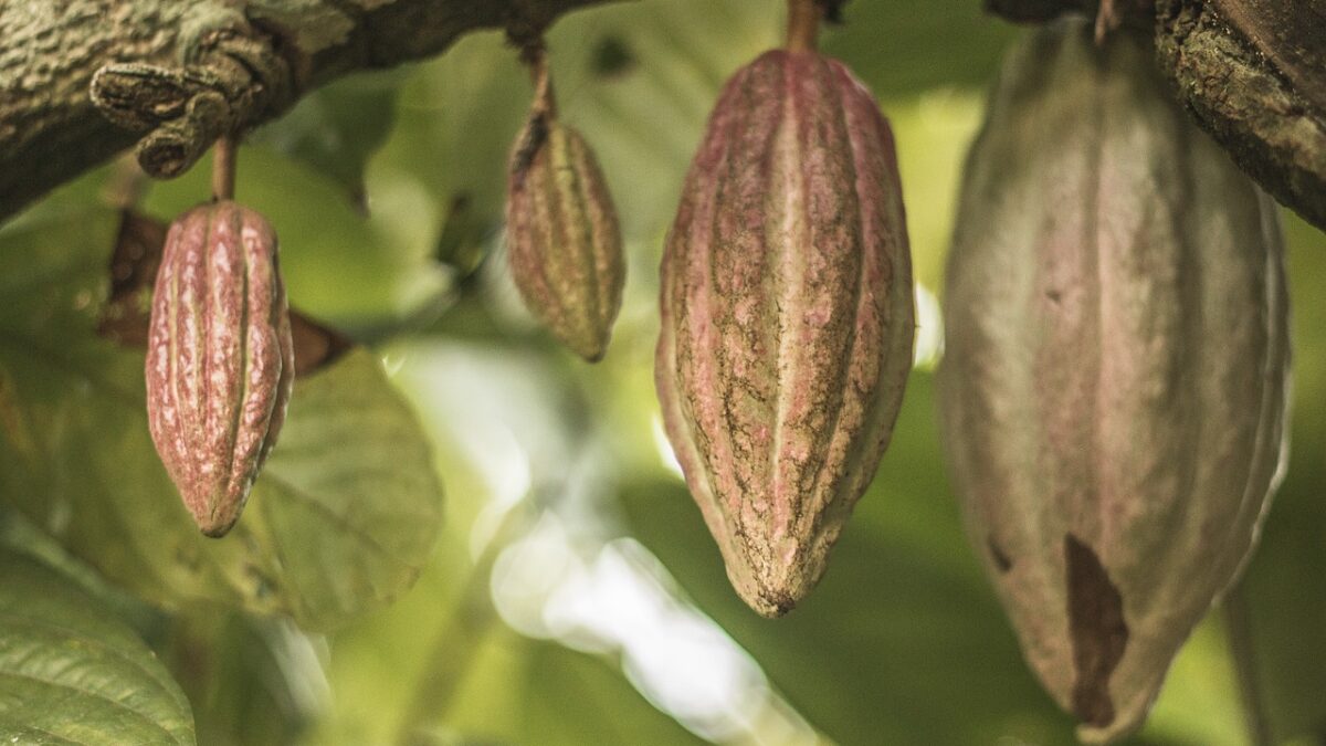 chocolate markets