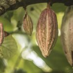 chocolate markets