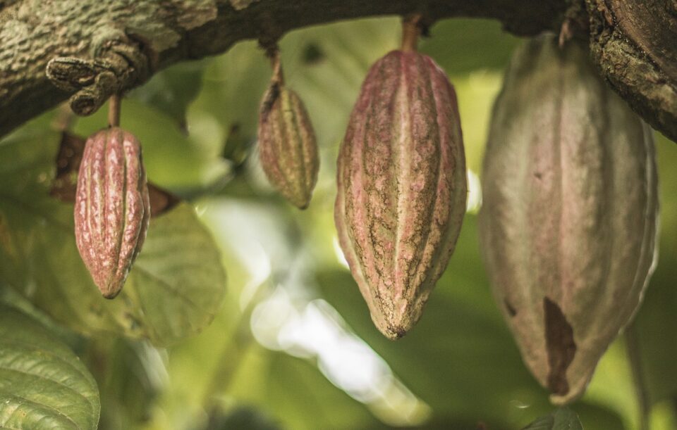 chocolate markets