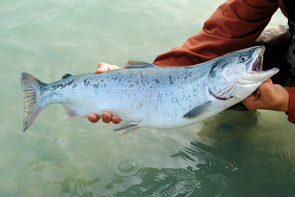 Weekly Economic News Roundup and overfishing