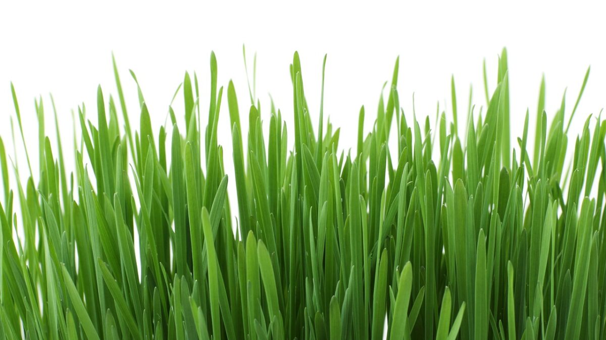 weekly economic news roundup and lawn history