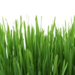 weekly economic news roundup and lawn history