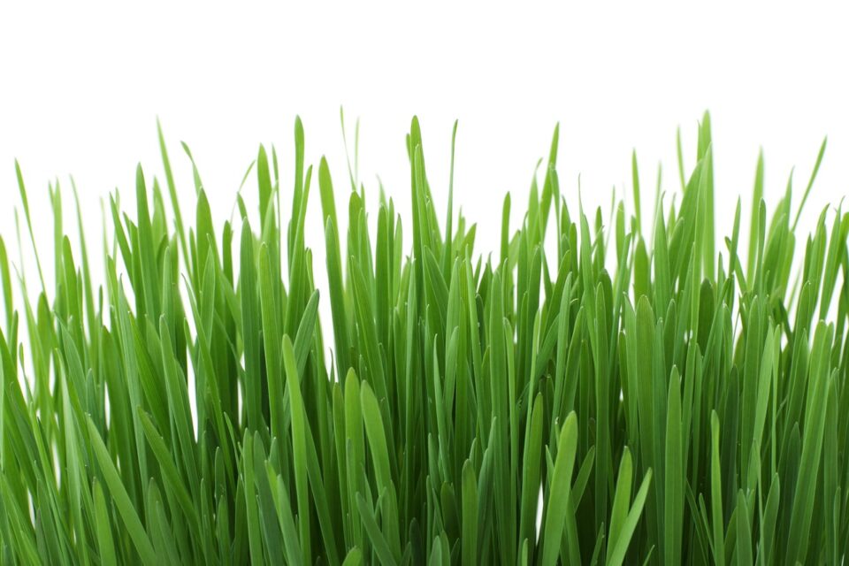 weekly economic news roundup and lawn history