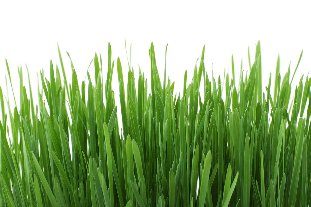 weekly economic news roundup and lawn history