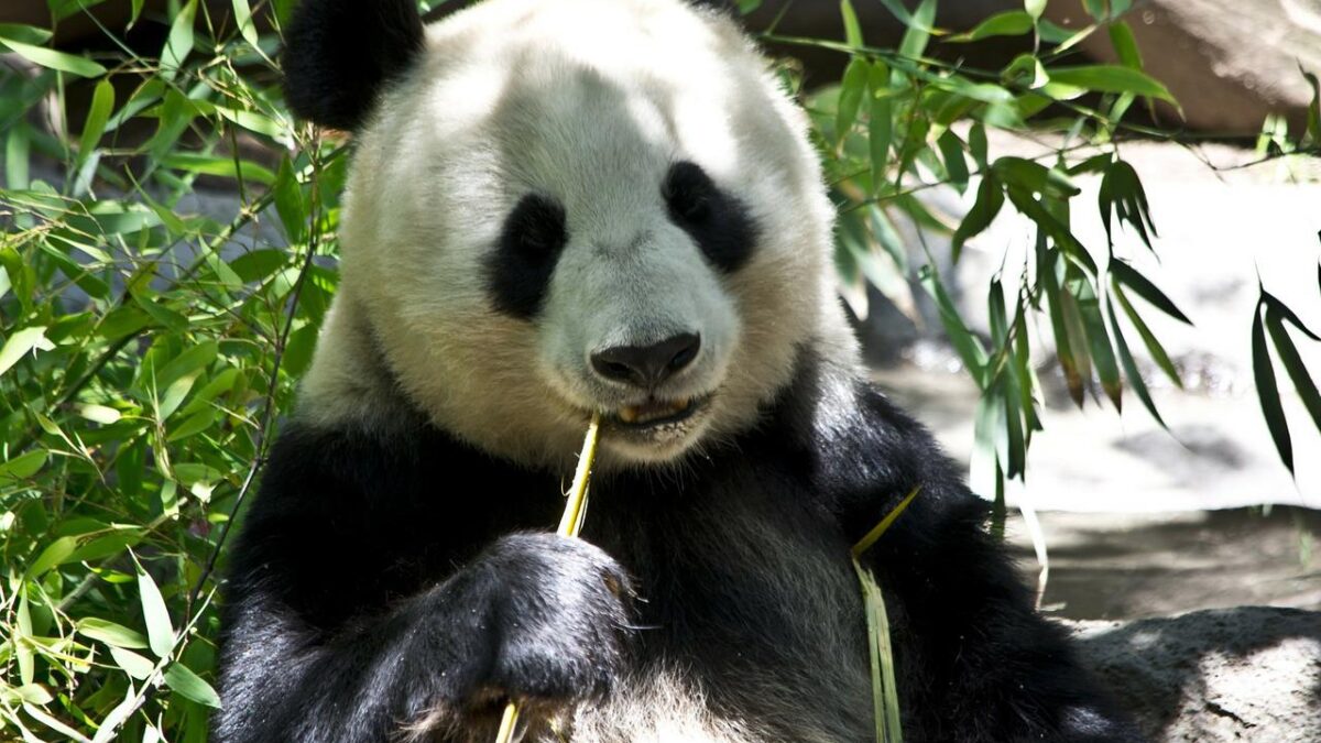 giant pandas