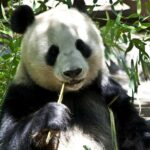giant pandas