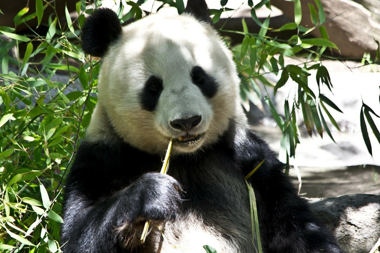 panda tradeoffs