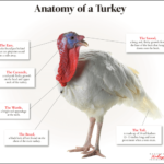 Weekly Economic News Roundup and livestock GDP