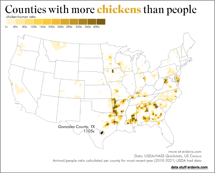 chickens
