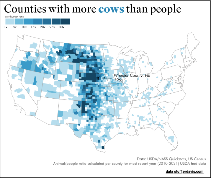 cows