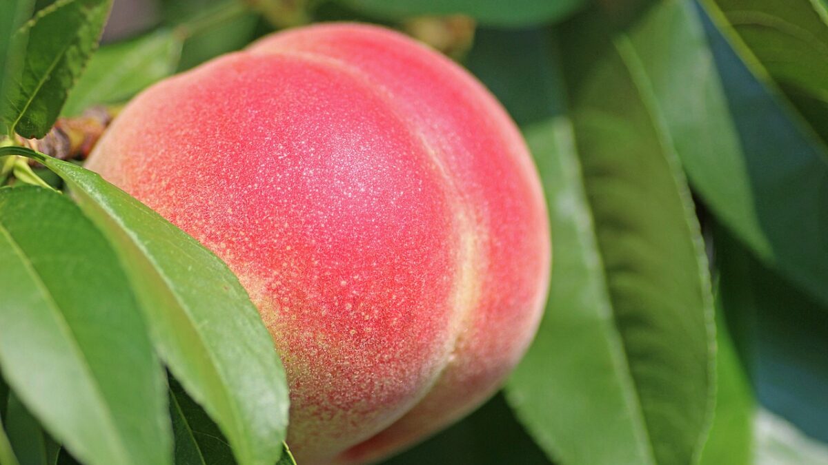 peach history