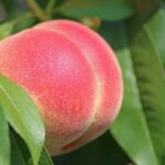 peach history