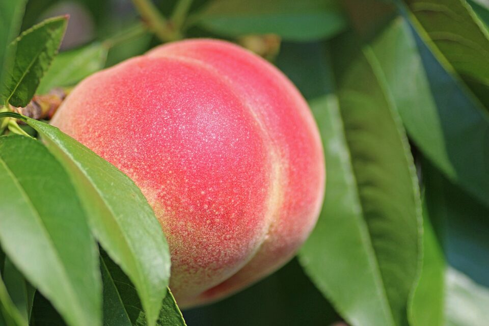 peach history